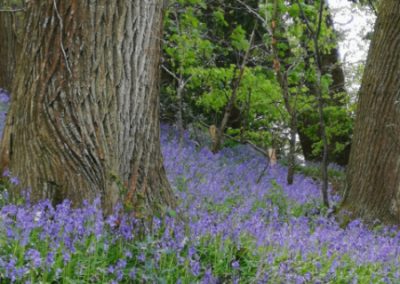 Ash Woods Retreat Woodland